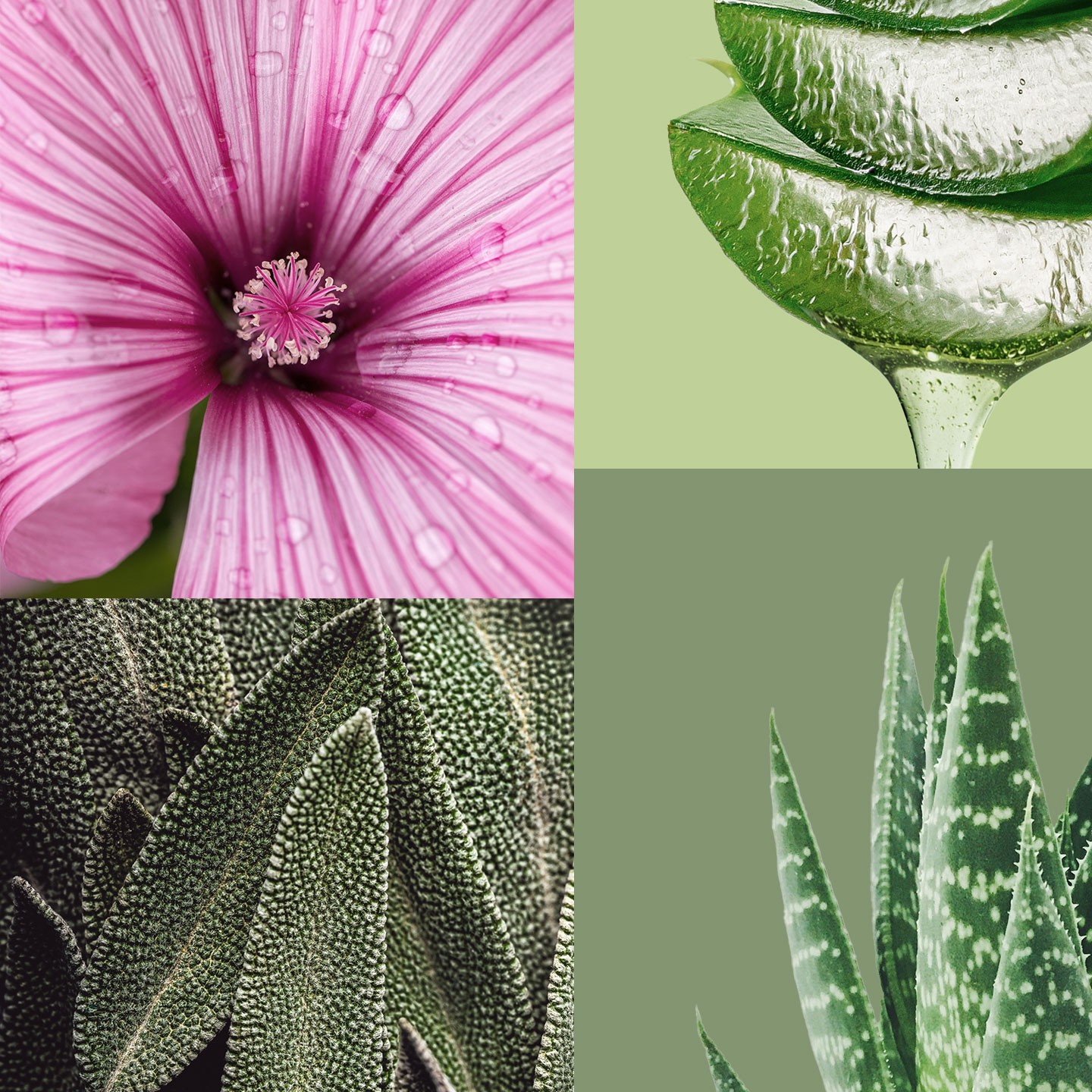 like-nature-ingredienti1